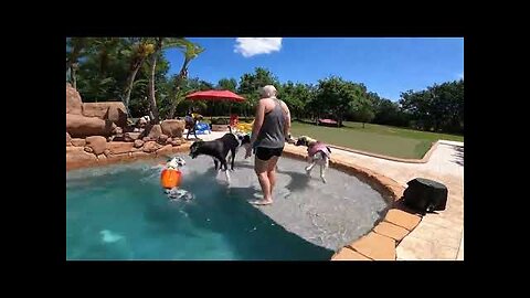 Great Danes make a splash in their stylish life jackets