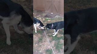 2 Shepskys Vs Evil Hose #shorts