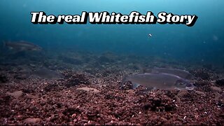 The real Whitefish Story