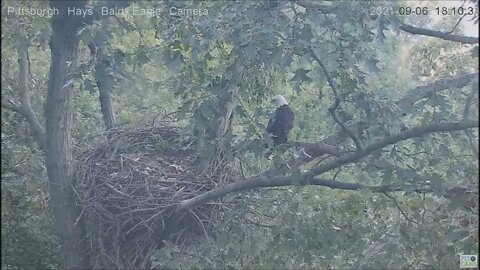 Hays Eagles Dad watches Mom fly in and perch on a nest branch 9.6.21 1810