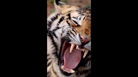 Top Animals | Tiger Animals Video