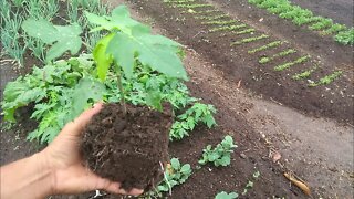 Plantando mudas de mamão mudas de mamão