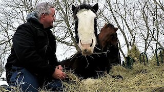 Jealous horse sneaks up and bites Clydesdale getting all the attention