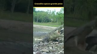 Crocodilo Misterioso Captura Grande Peixe #shorts