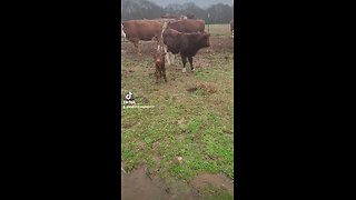 Momma cow and baby bull calf.