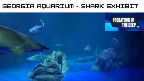 The Georgia Aquarium: Shark Exhibit!