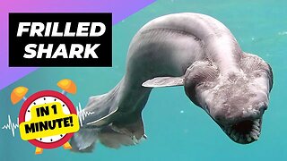 Frilled Shark - In 1 Minute! 🦈 The Terrifying Teeth of the Deep! | 1 Minute Animals