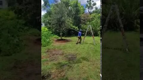 McCullough brother Forrest- structure pruning