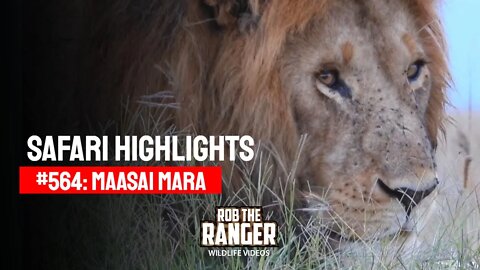Safari Highlights #564: 11 & 12 October 2020 | Maasai Mara/Zebra Plains | Latest Wildlife Sightings