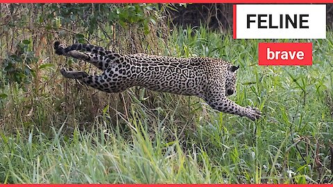 The incredible moment a jaguar and a caiman battle