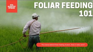 Does Foliar Feeding Plants Really Work? The Science Behind Foliar Feeding & Making It At Home 🪴🌱