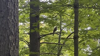 Cooper’s Hawk