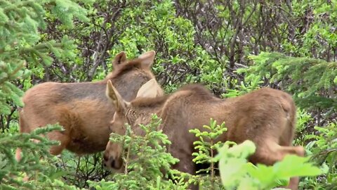 Moose Calves in the Woods