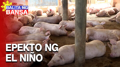 DA: Pinsalang dulot ng El Niño sa livestock industry, pumalo na sa higit P10-M