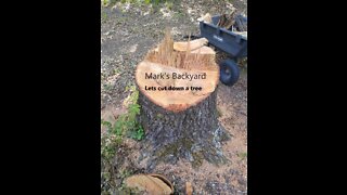 Mark's Backyard - Cutting down a Tree (Quick Video)