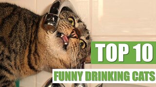 TOP 10 FUNNY DRINKING CATS