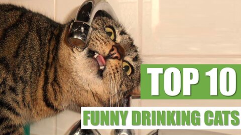 TOP 10 FUNNY DRINKING CATS