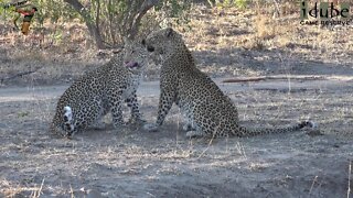 Leopard Family, Part 27