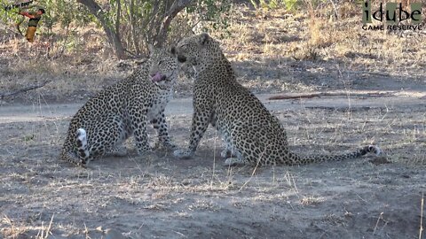 Leopard Family, Part 27