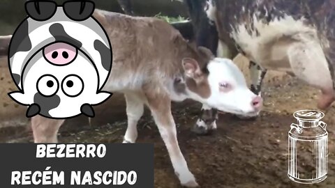 BEZERRO RECÉM NASCIDO NO CURRAL