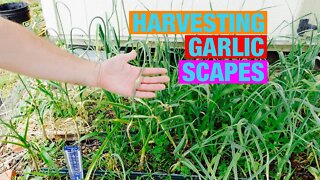 Harvesting garlic scapes from hard neck garlic