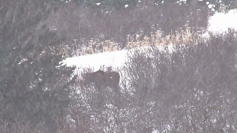 Herd of Moose in Snow