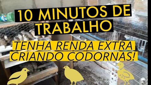 DEZ MINUTOS E MEU DIA ESTÁ LIVRE / RENDA EXTRA CRIANDO CODORNAS @Viver de codorna