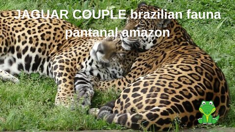 JAGUAR COUPLE brazilian fauna pantanal amazon