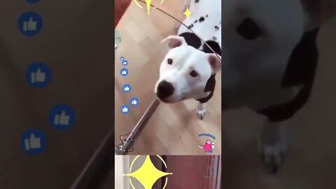 You won't believe what happened between two cute dogs😊😁 #shorts