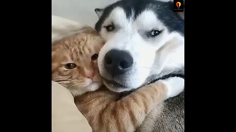 Cat and Dog Friendship ! funnyanimalvideo