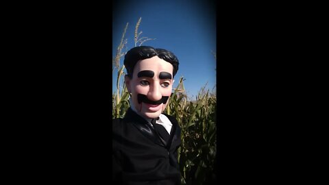 Groucho/Crazy Corn Maze!