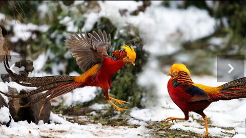 Wading Birds and Golden Pheasants