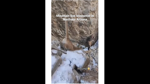 Mountain Lion Encounter in North Arizona