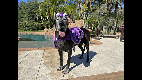 Funny Great Danes play in their octopus Halloween costumes