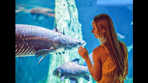 Dubai Mall Aquarium 🐟 🎣