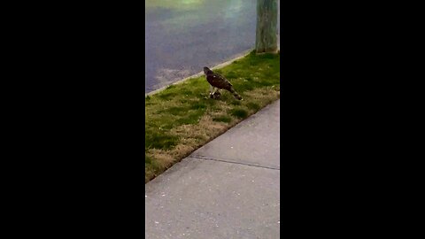 Hawk on the front line Easter Sunday