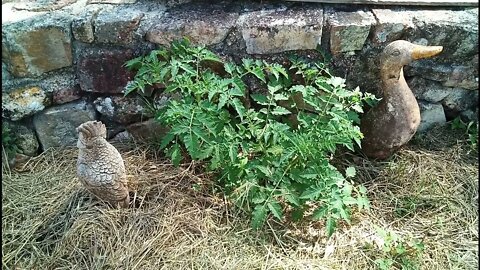 Update on the Pawpaws , Tomatoes and Malaba Chestnut 4th December 2021