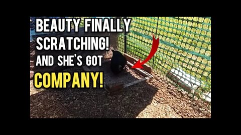 Beauty Finally Scratching and She's Got Company! - Ann's Tiny Life and Homestead