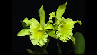 2022-11 November St. Augustine Orchid Society Virtual Show Table