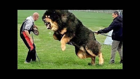 Top 10 Most Powerful Dogs in the World