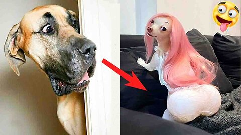 Funny Dog Videos | Funny Dog | Funny Dog Shorts | Funny Dog Prank