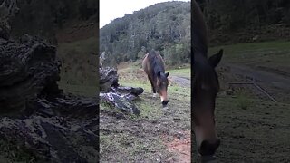 Brumby pony caught grazing on security camera