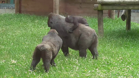 Gorilla youngster grabs and drags baby brother