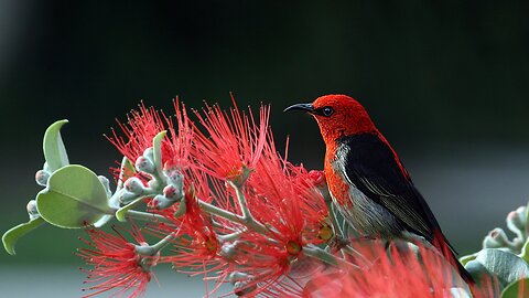 Birdsong to Calm the Mind and relax – meditation music, birdsong relaxing music, stress relief