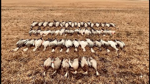 EPIC Mixed-Bag Goose Hunting from Western Manitoba. We Caught a Snow Goose Out of the Air!!