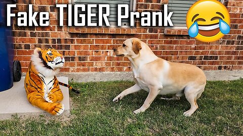 Prank on Dog Funny, Fake Lion and Fake Tiger