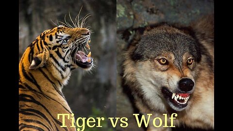 Animals fighting 🐯tiger vs 🦊 fox