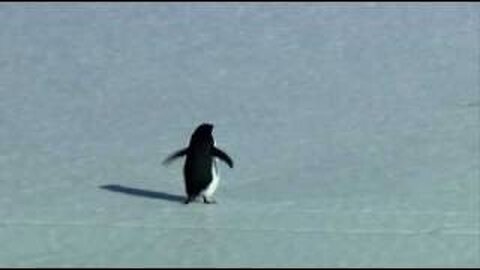 Penguin, Depressed...