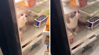 Hungry Kitten Gets Into The Fridge To Get Some Snacks