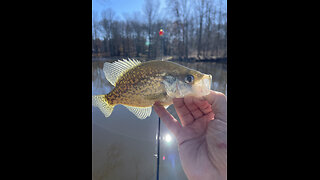 Tried Out The New Leland Lures Scent Holder Jigs for Crappie